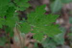 Celadine poppy